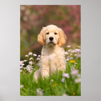 Golden Retriever puppy a cute Goldie
