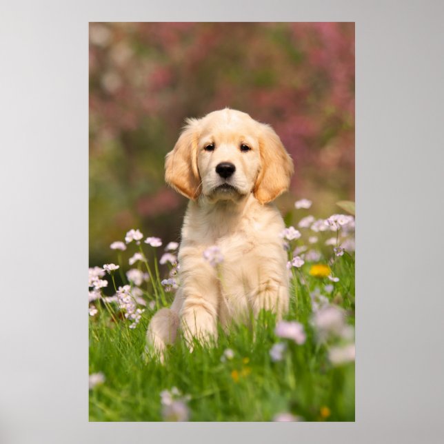 Golden Retriever puppy a cute Goldie Poster (Front)