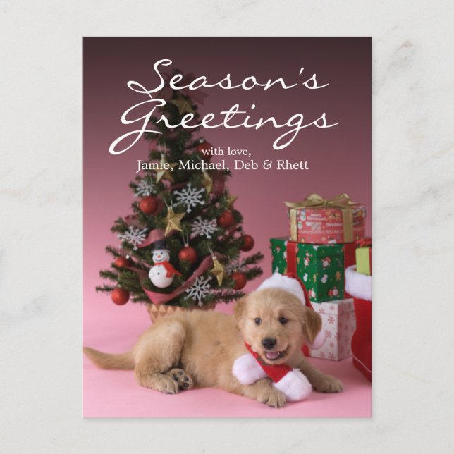 Golden Retriever Puppy and Christmas 3 Holiday Postcard (Front)