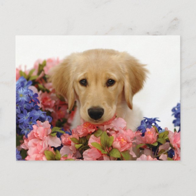 Golden Retriever Puppy and Flowers Postcard (Front)
