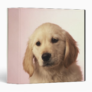 Golden retriever puppy binder
