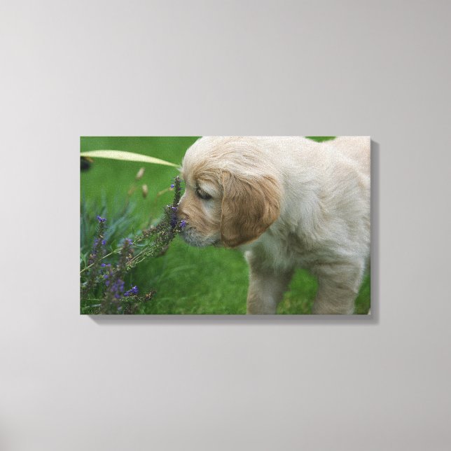 Golden Retriever Puppy Canvas Print (Front)