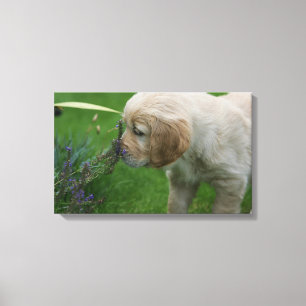 Golden Retriever Puppy Canvas Print