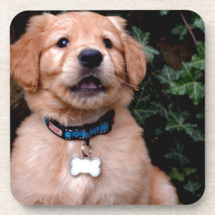 Golden Retriever Puppy Coaster