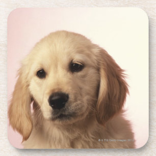 Golden retriever puppy coaster