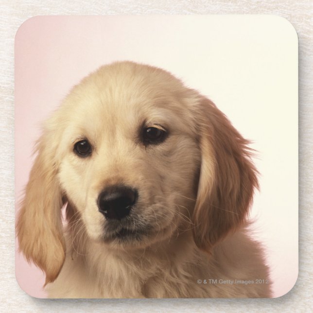 Golden retriever puppy coaster (Front)