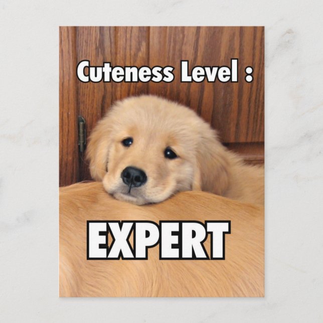 Golden Retriever Puppy Cuteness Level Postcard (Front)