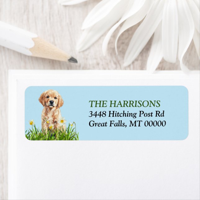 Golden Retriever Puppy Daffodil Garden (Insitu)