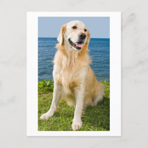 Golden Retriever Puppy Dog Blank Postcard
