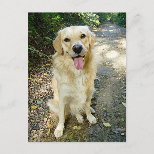 Golden Retriever Puppy Dog Blank Postcard (Front)