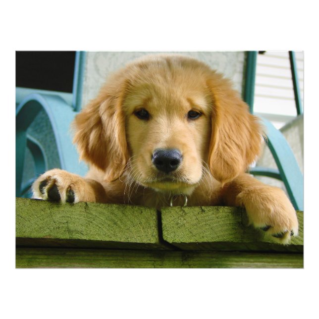 Golden Retriever Puppy Dog Canis Lupus Familiaris Photo Print (Front)