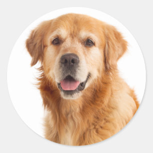 Golden Retriever Puppy Dog - Hello Love Classic Round Sticker
