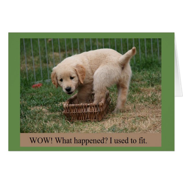 Golden Retriever Puppy Growing Up Funny Card (Front Horizontal)