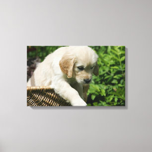 Golden Retriever Puppy in Basket Canvas Print