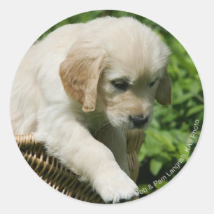 Golden Retriever Puppy in Basket Classic Round Sticker