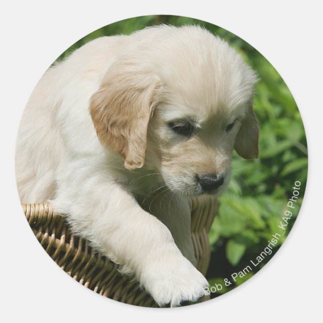 Golden Retriever Puppy in Basket Classic Round Sticker (Front)