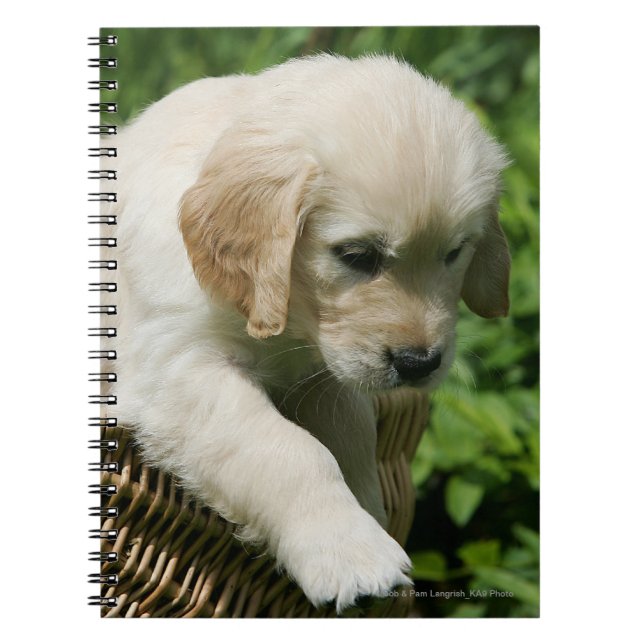 Golden Retriever Puppy in Basket Notebook (Front)