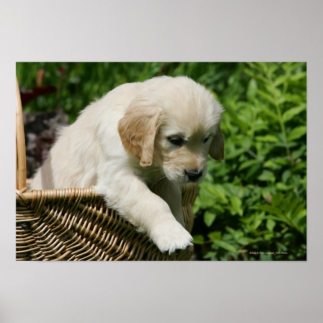Golden Retriever Puppy in Basket Poster (Front)