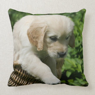 Golden Retriever Puppy in Basket Throw Pillow