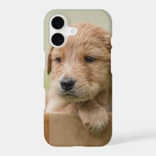 Golden Retriever Puppy in Box