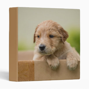 Golden Retriever Puppy in Box Binder