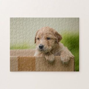 Golden Retriever Puppy in Box Jigsaw Puzzle