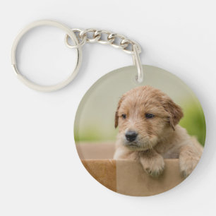 Golden Retriever Puppy in Box Keychain