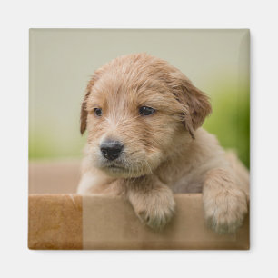 Golden Retriever Puppy in Box Magnet