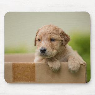 Golden Retriever Puppy in Box Mouse Pad