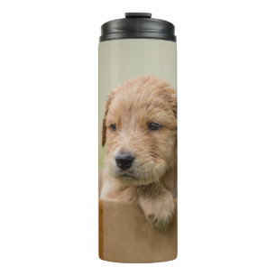 Golden Retriever Puppy in Box Thermal Tumbler