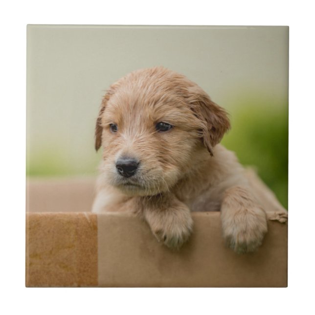 Golden Retriever Puppy in Box Tile (Front)