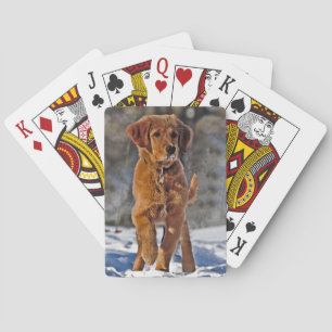 Golden Retriever Puppy in the snow Playing Cards