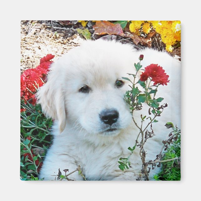 Golden Retriever Puppy Magnet (Front)
