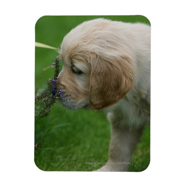 Golden Retriever Puppy Magnet (Vertical)