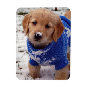 Golden Retriever Puppy Magnet