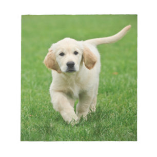 Golden retriever puppy notepad