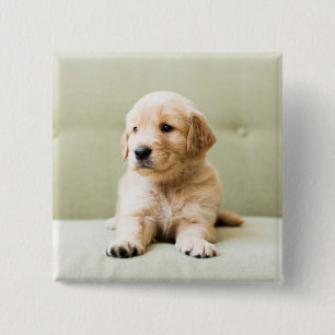 Golden Retriever Puppy on Couch 2 Inch Square Button