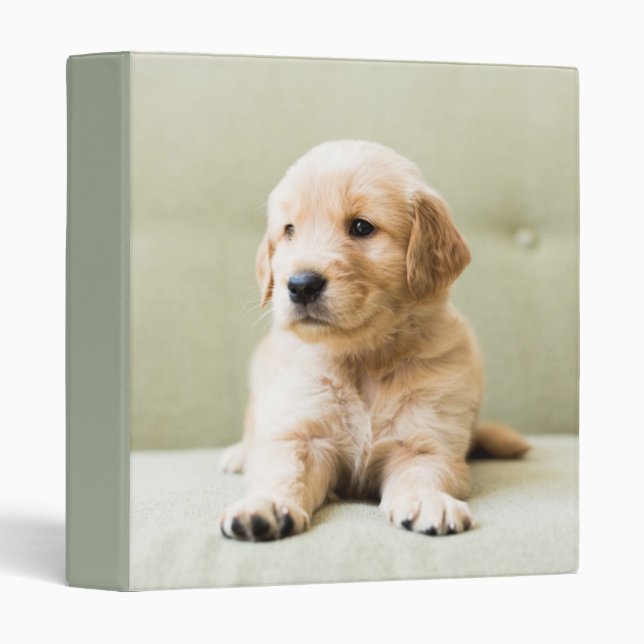 Golden Retriever Puppy on Couch Binder (Front/Spine)