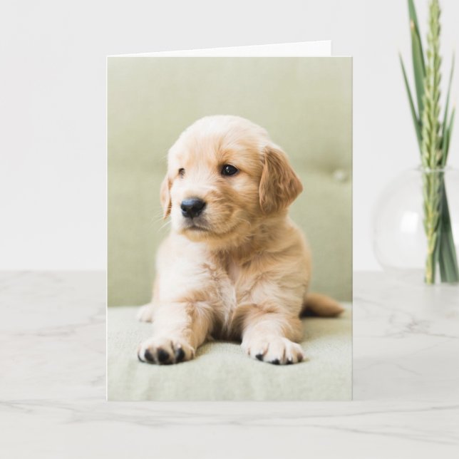 Golden Retriever Puppy on Couch Card (Front)