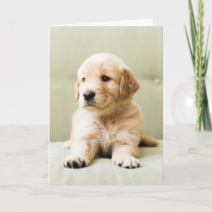 Golden Retriever Puppy on Couch Card