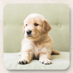 Golden Retriever Puppy on Couch Coaster