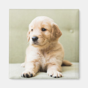 Golden Retriever Puppy on Couch Magnet