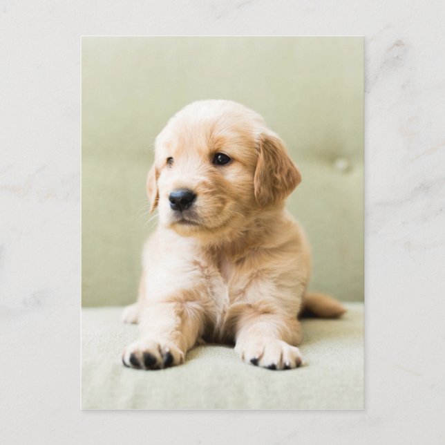 Golden Retriever Puppy on Couch Postcard (Front)