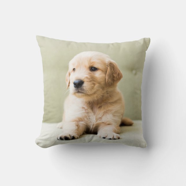 Golden Retriever Puppy on Couch Throw Pillow (Front)