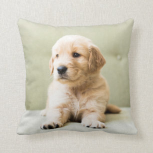 Golden Retriever Puppy on Couch Throw Pillow