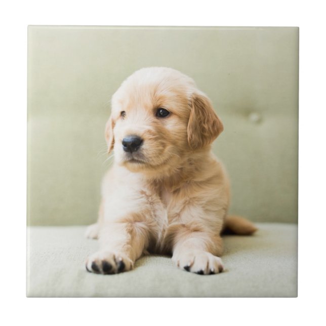 Golden Retriever Puppy on Couch Tile (Front)