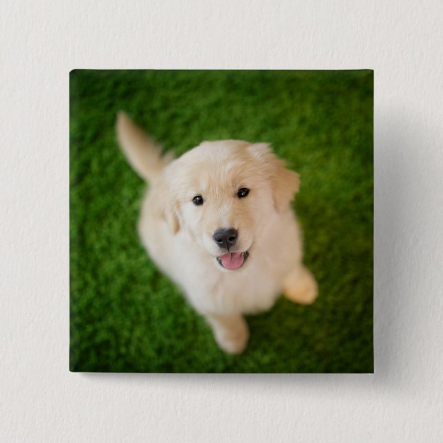 Golden Retriever Puppy on Grass 2 Inch Square Button (Front)