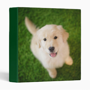 Golden Retriever Puppy on Grass Binder