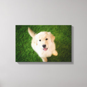 Golden Retriever Puppy on Grass Canvas Print