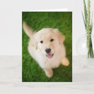 Golden Retriever Puppy on Grass Card